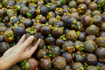 Close-up view of woman hand holding ripe mangosteen