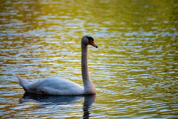 Fototapeta premium Eleganter Schwan schwimmt auf einem stillen See