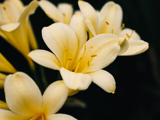 Fototapeta premium Clivia flower
