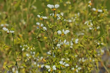 Closeup of loasa tricolor is a flowering plant in the family loasaceae.