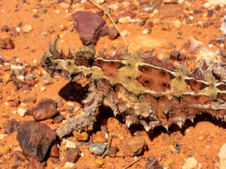 Wild Thorny Devil (Moloch horridus) in Northern Territory