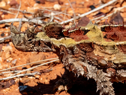 Wild Thorny Devil (Moloch horridus) in Northern Territory