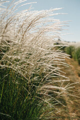 Autumn nature in the city park in the morning sunlight