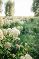 Flower shop with fresh live flowers and bouquets
