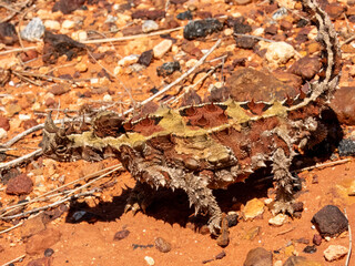 Wild Thorny Devil (Moloch horridus) in Northern Territory