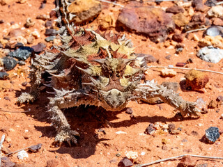 Wild Thorny Devil (Moloch horridus) in Northern Territory