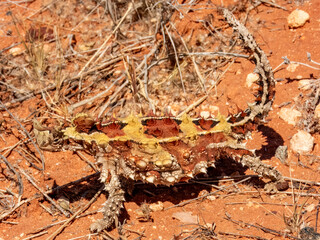 Wild Thorny Devil (Moloch horridus) in Northern Territory