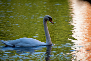 Fototapeta premium Anmutiger Schwan auf einem Teich in der Natur