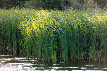 Green reeds grow on the river in summer