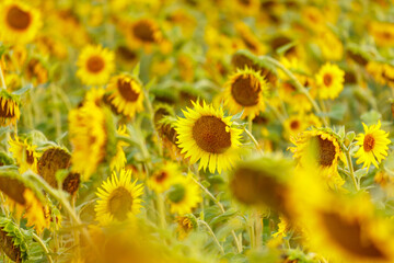 Yellow sunflowers in the field
