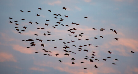 A flock of birds flies at sunset