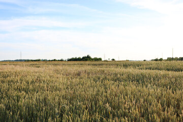 Green ears of unripe wheat. Cultivation of wheat.