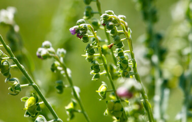 Small flowers in nature in the summer in the steppe