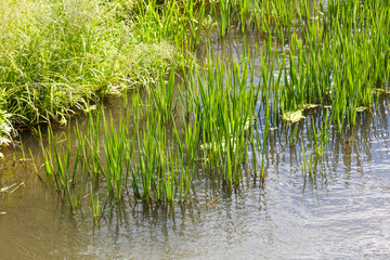 Green reeds grow on the river in summer