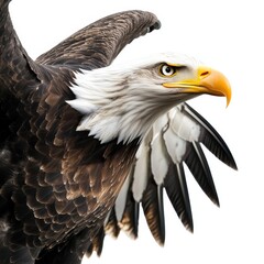 Fototapeta premium eagle on a white background