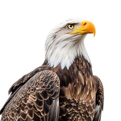 eagle on a white background