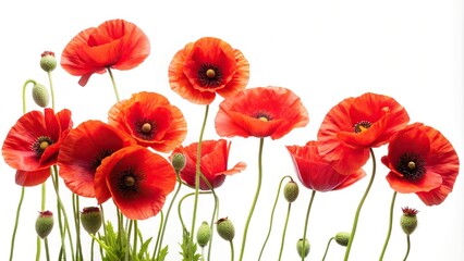 Fototapeta premium Vibrant red poppy flowers against white background