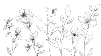 Botanical line art on white background flowers drawing