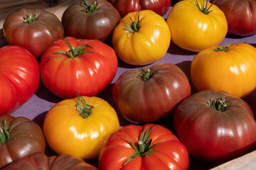 A bunch of tomatoes in various colors, including red, yellow, and brown