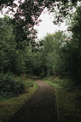 Obraz premium path in the woods