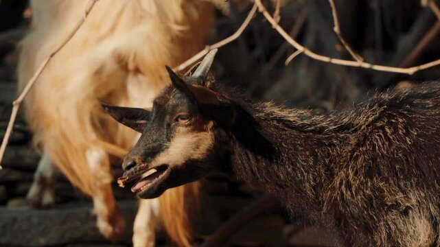 hairy goat bleating, in Tinos, Cyclades (slow motion x100), no sound