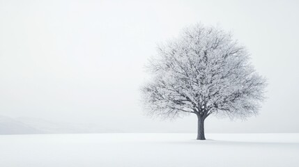 Solitary Frosted Tree in a Snowy Field