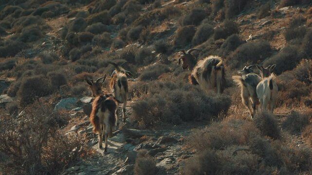 Group of hairy Greek goats in Tinos, Cyclades (slow-motion x100)