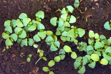 A close-up photo of soil with sprouted basil seeds. Growing aromatic herbs for cooking at home and in the garden: young green basil seedlings ready for picking and transplanting.