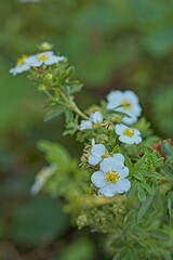 Closeup of dasiphora fruticosa `veitchii` is a species of hardy deciduous flowering shrub.