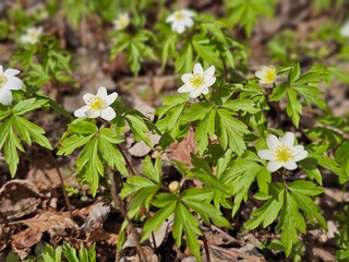 Delicate white flowers bloom amidst green foliage in a vibrant spring forest