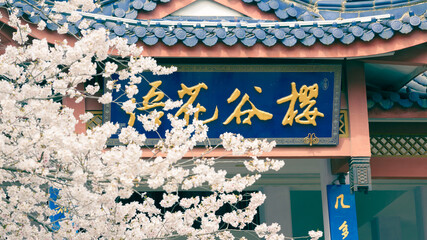 sakura on the wall of the house