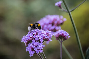 A close up macro shot of a  Honeybee collecting pollen from a small purple flower. selective focus...
