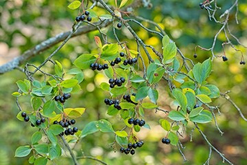 Closeup of aronia x prunifolia, called the purple chokeberry, is a North American hybrid shrub of aronia arbutifolia.