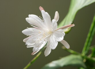 姫月下美人の花20240805