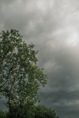 Obraz premium dark clouds. big tree in the foreground