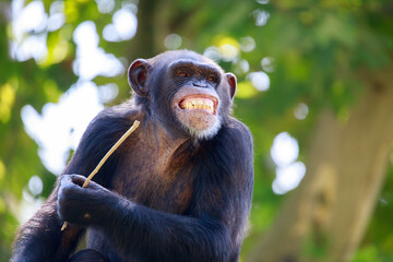 chimpanzee sitting on a tree
