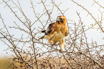 A Little Eagle amongst the bare tree branches in Winter