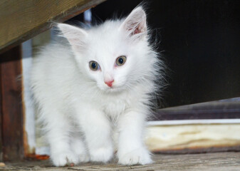 Fluffy little cute white kitty walking