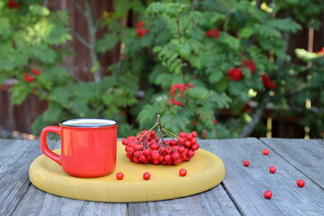Red mug of hot tea stands next to a bunch of rowan berries on a yellow wooden tray against the background of a rowan tree.