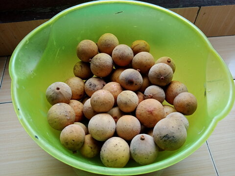 Lansium domesticum fruits commonly known as langsat or  lanzones close up. photo taken in malaysia