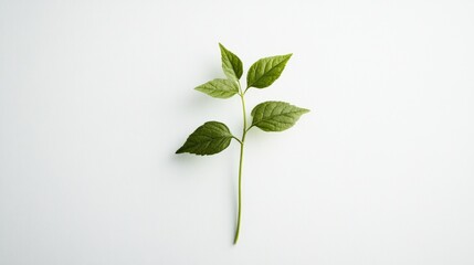 Fototapeta premium Single Green Stem with Leaves on a White Background