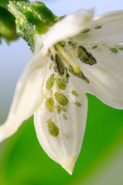 Aphids on the pepper flower