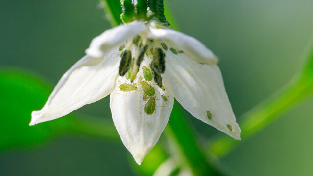 Aphids on the pepper flower