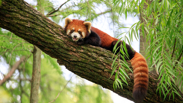 red panda eating bamboo