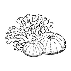 Corals with sea urchins flat black and white vector illustration. Line sea reef animals for coloring. Hand drawn monochrome underwater nature, ocean polyp drawing for marine and nautical design