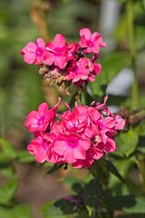 Obraz premium Closeup of phlox paniculata `windsor`, also known as garden phlox, is a species of flowering plant in the phlox family.