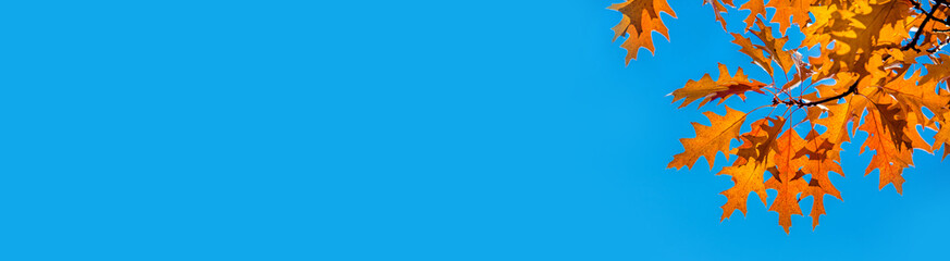 Red oak leaves on blue sky background
