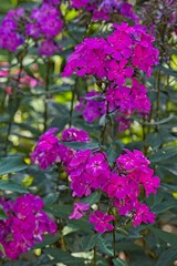 Obraz premium Closeup of phlox paniculata ´border gem´, also known as garden phlox, is a species of flowering plant in the phlox family.