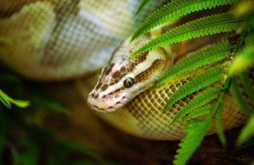 A carpet python is lying on a tree branch
