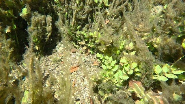 Underwater Kelp Forest in Blue eye river, Albania. Green Seaweed leaves in Turquoise and green water scenic aerial view in Muzine, Finiq, Albania, Europe.